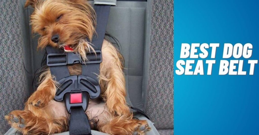 Best Dog Seat Belt: Keep Your Furry Friend Safe on the Road