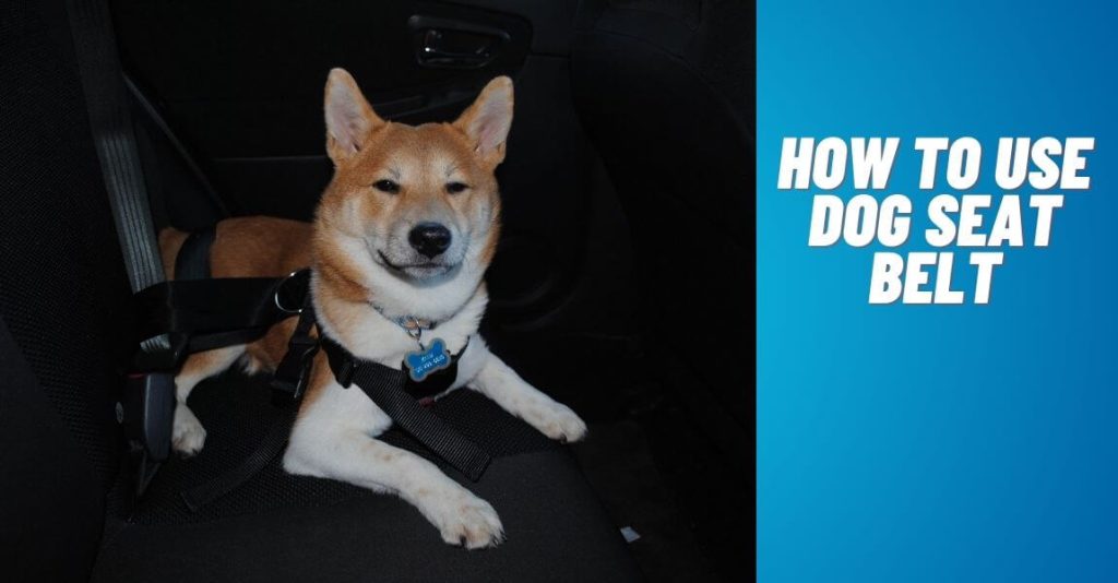 How to Use Dog Seat Belt